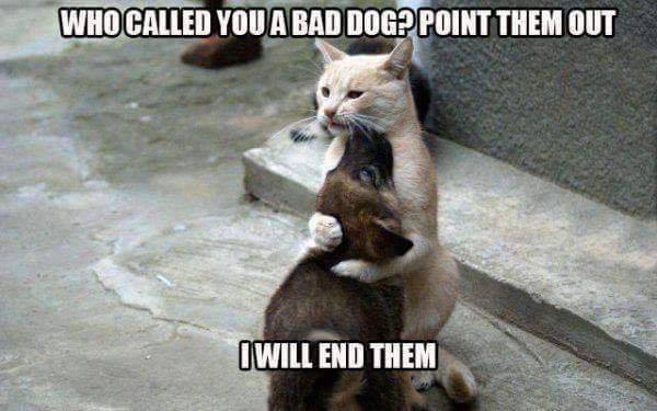 Truman The Beagle (@weinmantruman) on Twitter photo 