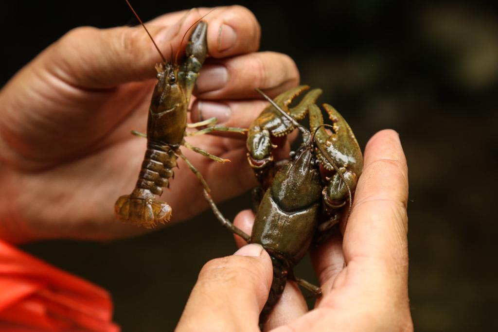 JeffDickie's tweet photo. Ontario Benthos Biomonitoring Network with the Toronto and Region Conservation Authority in Duffins Creek. http://t.co/CIsdZLHgAF