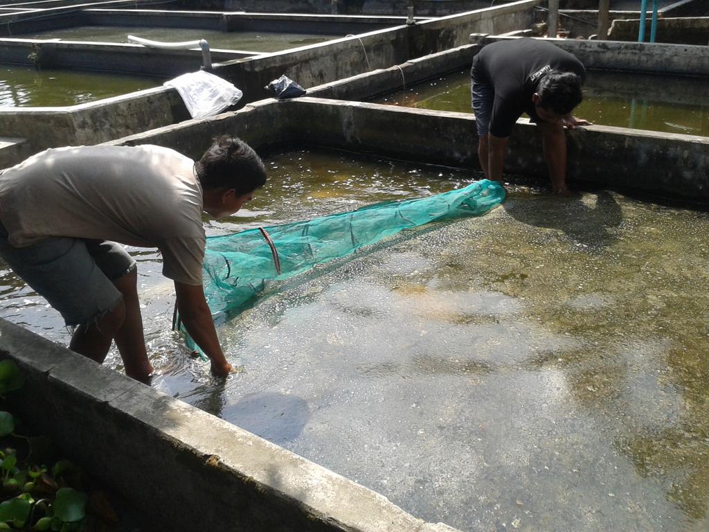 ara_ramonsta's tweet photo. @p2mkpMinaMakmur proses pengambilan dan pecking benih ikan koi (cyprinus carpio) di kediaman pak Drs H Samsul http://t.co/OM43hsiWm8