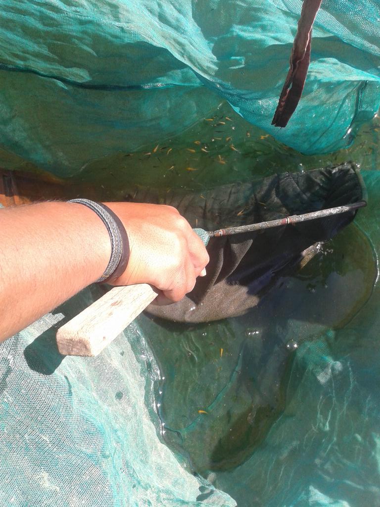 ara_ramonsta's tweet photo. @p2mkpMinaMakmur Proses seleksi benih Ikan Koi (cyprinus carpio) http://t.co/Ekr6BpnyRu