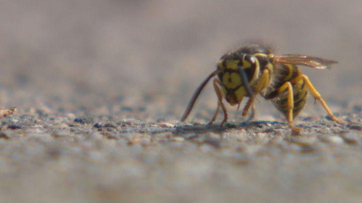 GlobalCalgary's tweet image. Alberta drought spurs wasp influx; here’s how to get rid of them  glbn.ca/QJGaF