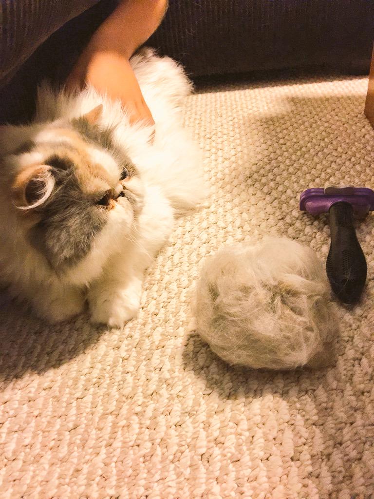 One brushing session with the <a href="/FURminator_Inc/">FURminator</a> produced this: