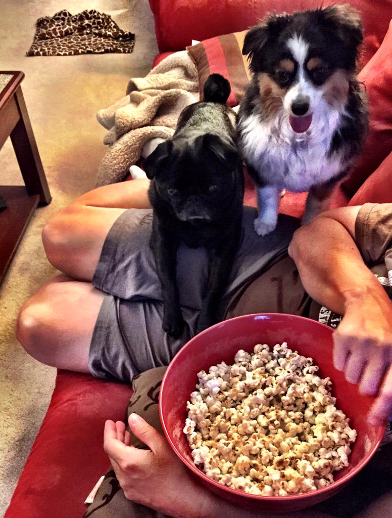 JuniPug's tweet image. Mike Mike Mike Mike guess what day it is?  MOVIE DAY! Turn off the phone and give the #pug some #popcorn #nokernels