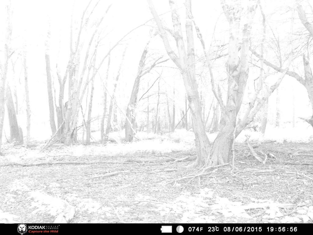 Retweet if you can find the buck!