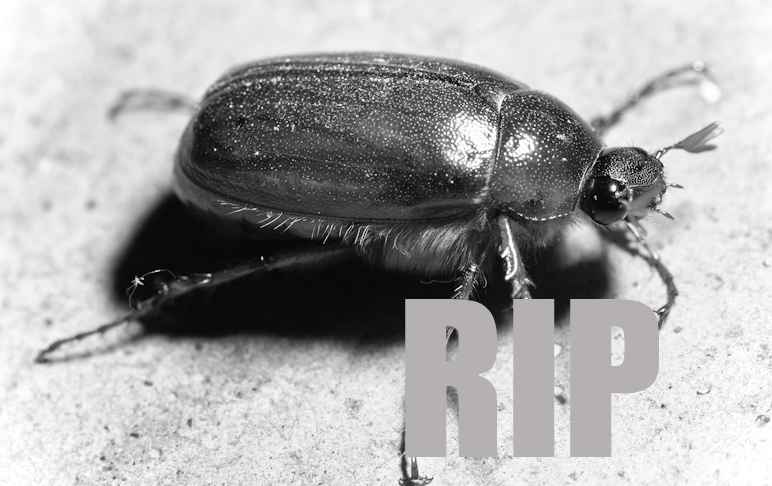 NewBugInTown's tweet photo. ill #neverforget u Bug. Hes crushin angels now. :( Party in peace my dear friend. -Sal #crushinit #aspire http://t.co/TuDYFIOBW2