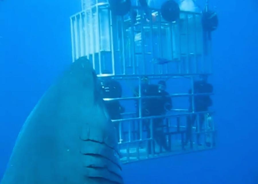 deep blue shark zize deep blue shark zize