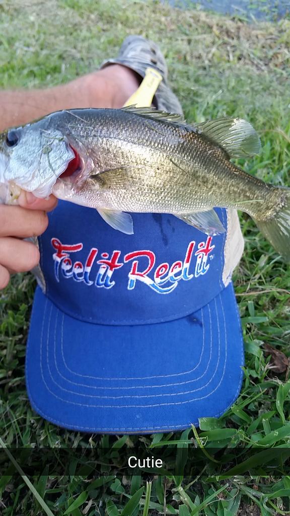lefeflies's tweet photo. What a cutie #babybass @feel_reel @flydreamers @bass_kickers @CanuckBassin @fish4ish @philnjo #st.croix http://t.co/9SUBIH0SJr