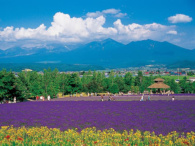 トヨタ自動車株式会社 国道237号 花人街道で季節の花々を楽しむ 北海道 富良野ドライブルートを ご紹介します Http T Co E4ijk8rykk Toyota トヨタ Http T Co B5s8bj51kj