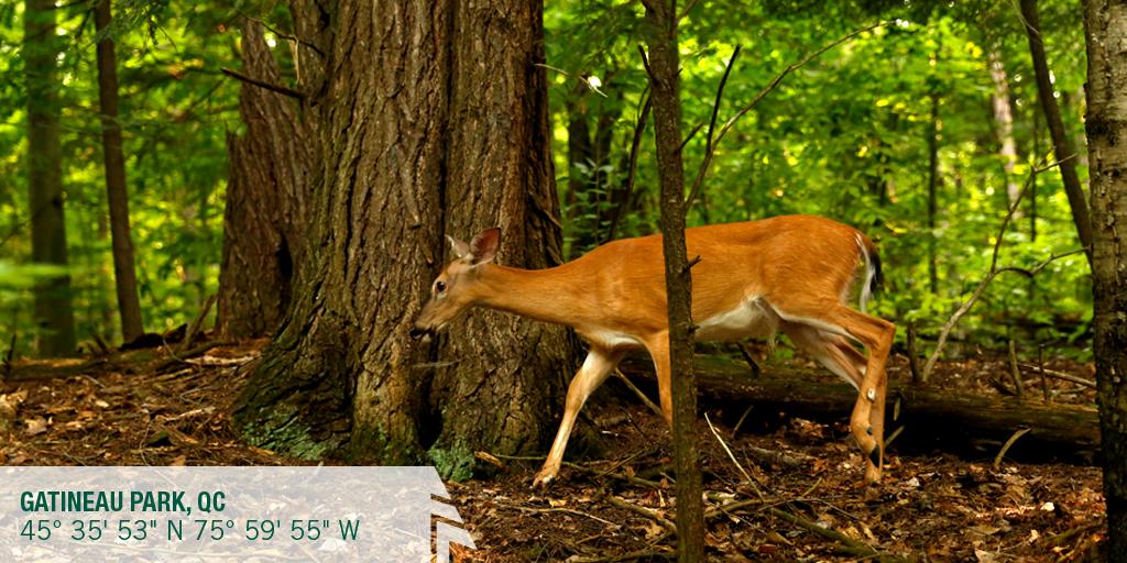 woodscanada's tweet photo. #CedricMagee: Today's hike rewarded us with a deer sighting. @canada_wildlife @WildCanadaDoc #WoodsExplorer http://t.co/PRY5zjp307