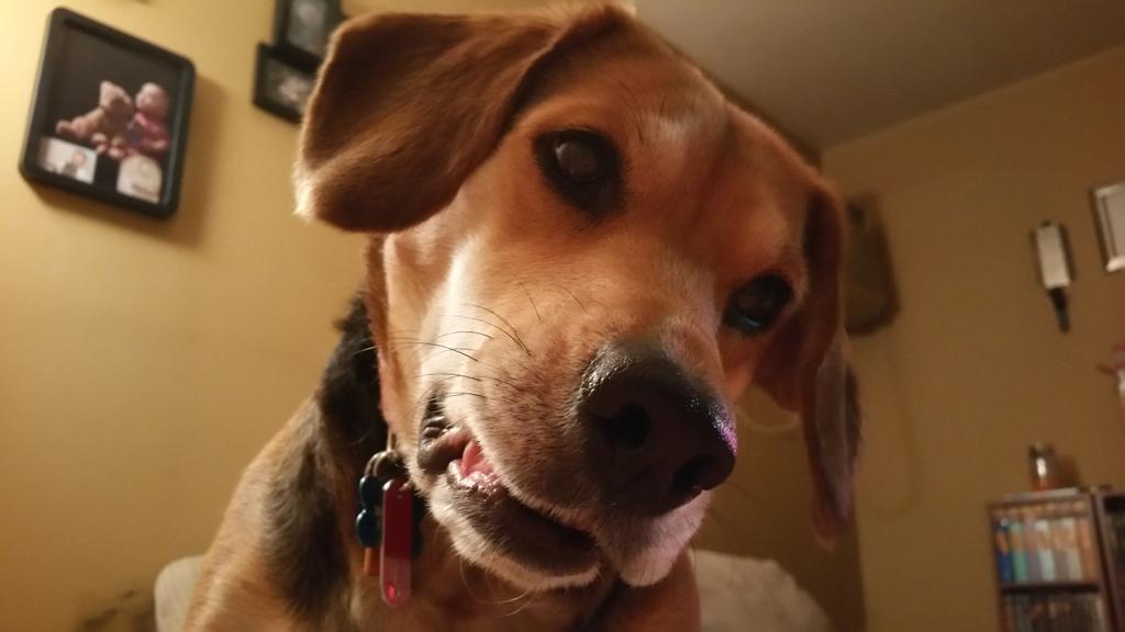 mkmcvay1983's tweet photo. I #vote for @beaglefreedom #UpgradeYourWorld http://t.co/94es36HoF5