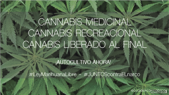 chismorrea's tweet image. #JUNTOScontraElNarco #LeyMarihuanaLibre 3er TT en #Ecuador
Bien muchachada!! @GABUSW @CannabicoEc @1000tonX