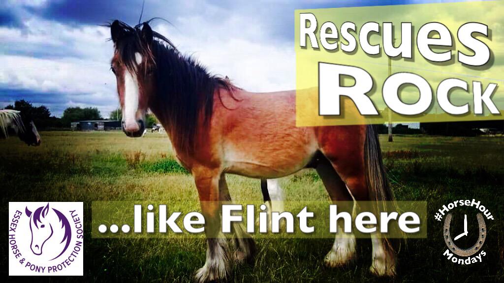 HorseHour's tweet photo. If you can this #CharityTuesday, please RT, donate or support horse rescues and charities. Thanks! #HorseHour http://t.co/lcx53EsnCR