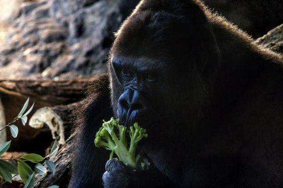 マイナビ学生の窓口 公式 U Tvitteri 一体誰が教えたやら 赤ちゃんも動物も 意外と人を見ています 人間みたい カメラマンにポーズをする ゴリラが失礼過ぎる T Co Ic6ez5b1sl 動物 ゴリラ おもしろ Http T Co Jhj2mm9ilo