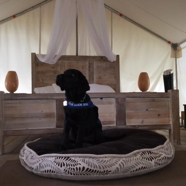toatraveljunkie's tweet photo. Great glamping facilities at #dinosaurprovincialpark #albertaguidedogs http://t.co/CbkNEhy5TP