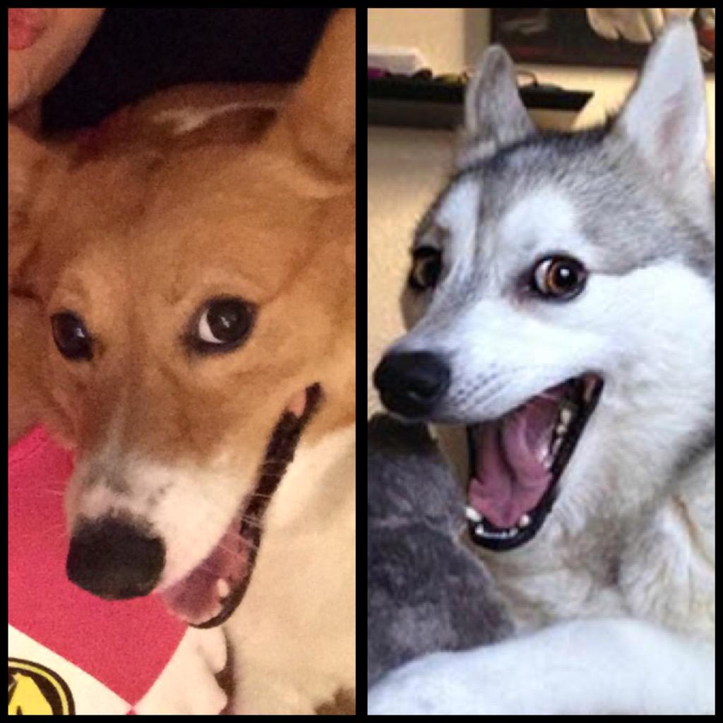 Perro Sonriendo Meme
