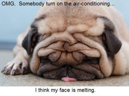 Facebook.com/FunnyDogCaptio…   Like us on #Facebook