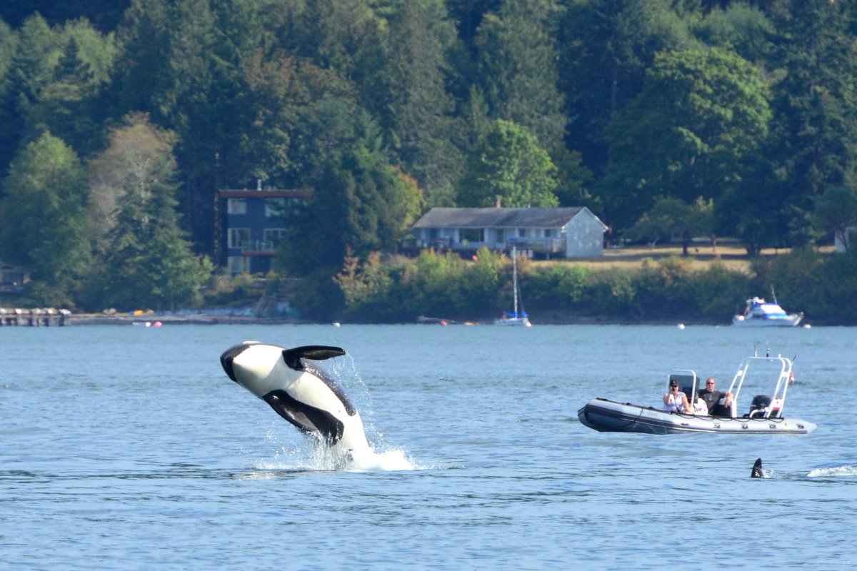 VancouverLocal tweet picture