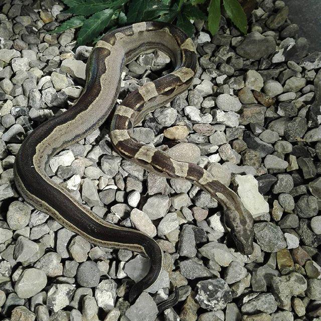 reptiles's tweet photo. #Reptiles: RT @bo_mathiesen: #boaconstrictor #boamorph #motley #hetalbino #boa #boas #boasofig #boa_basement #snake… http://t.co/XW5cB07c1R