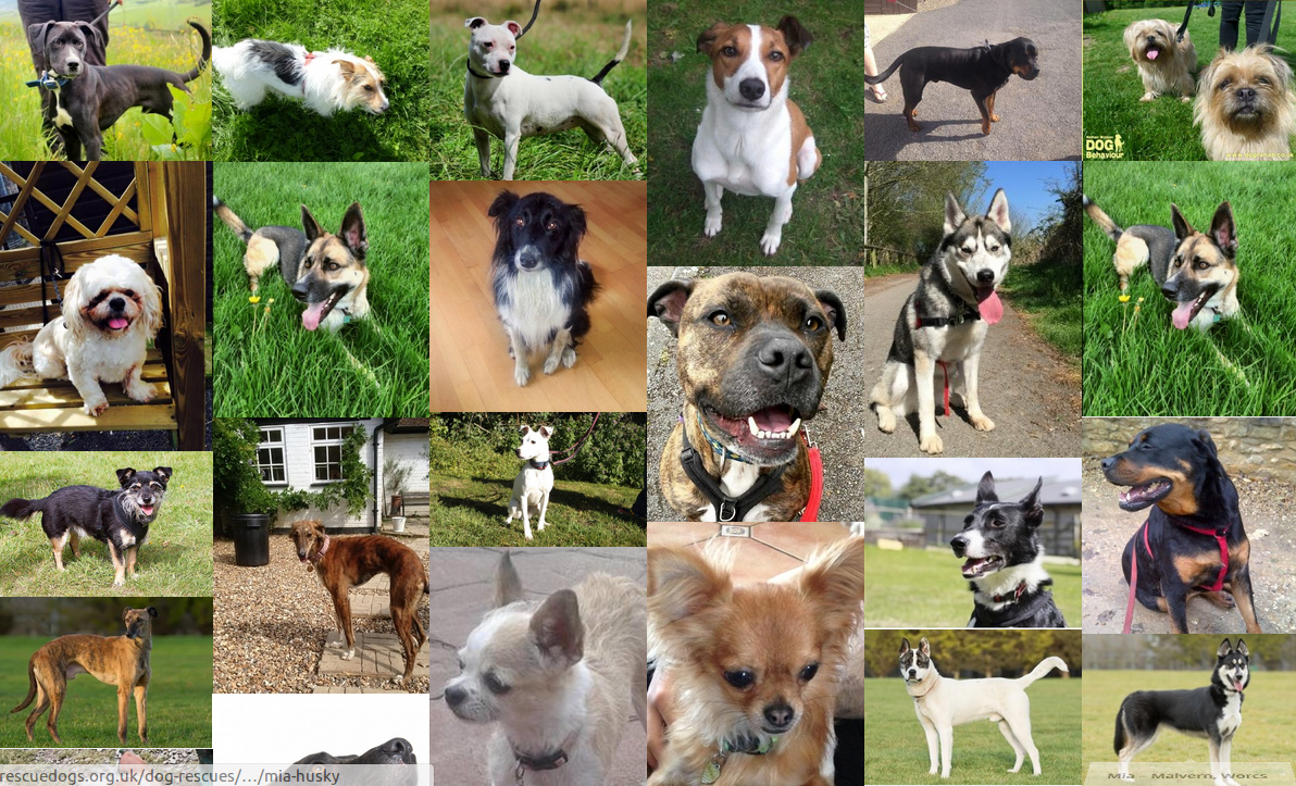 Listing 922 dogs for adoption, please visit --> rescuedogs.org.uk