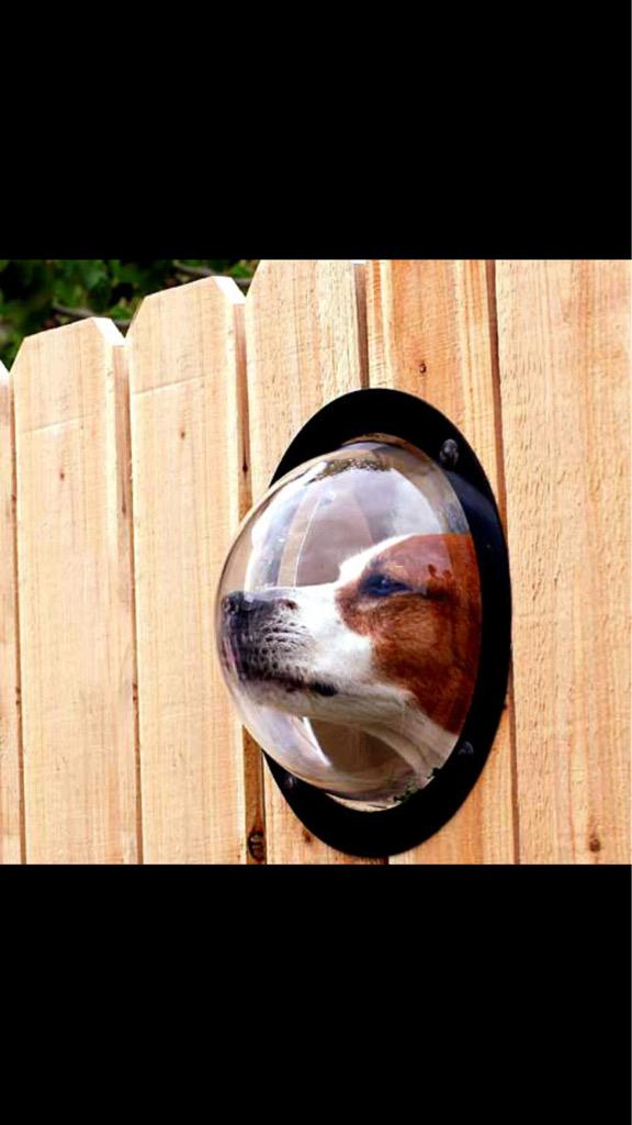 buddysrawmeat's tweet photo. Customer installs a look-out post so dog can see Buddy's Raw Meats coming to deliver the best food in town. http://t.co/N5T3HCotLo