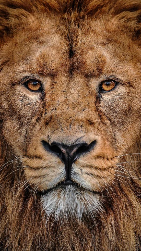 Лев прикрыл глаза. Львиный нос. Лев альбинос с голубыми глазами. Грустный лев. Зрачок льва.