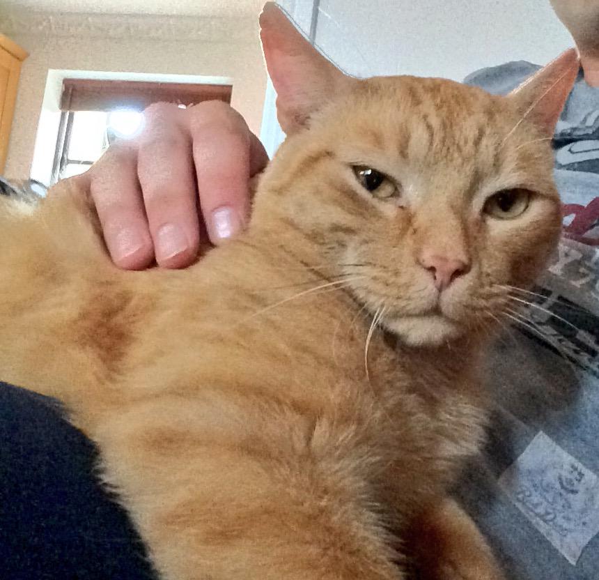 kandleuk's tweet photo. Archie settling in well from @CatsProtection 2 weeks down now and hes made it his home! #cats #candles #CatsOfTwitter http://t.co/0qTmypKqYn