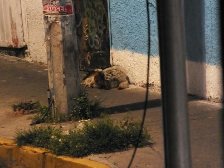 AlbertoMt1's tweet photo. Perrito sin casa durmiendo en la calle esta madrugada http://t.co/ZCyRvJPJfB