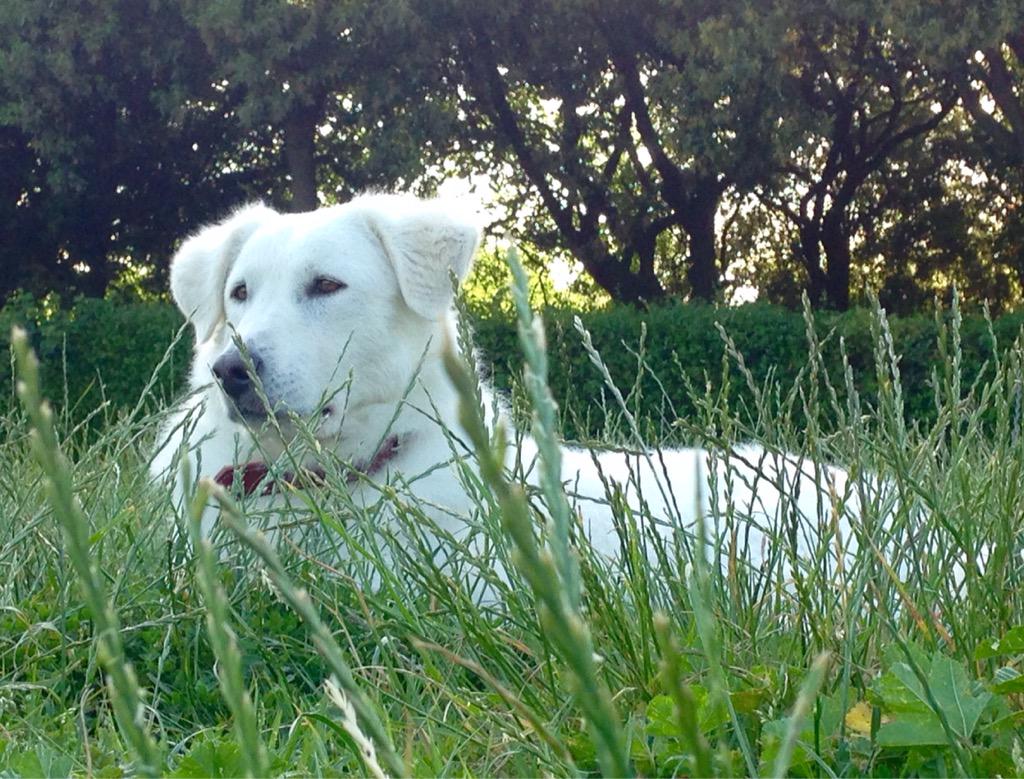 Agr_MonsAureus's tweet photo. Abigail un anno fa l'adozione. Abigail a year after the adoption @iolibero @The_Bark @ModernDogMag #PricelessMoment http://t.co/ZKGTHb4qXN