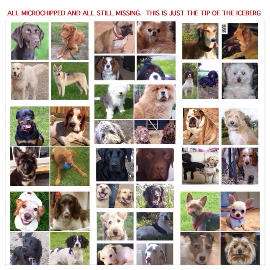 VetsGetScanning's tweet photo. .@CanineCrazyBlog pls RT help missing #dogs get home we need 100000 signatures!  #ScanMe https://t.co/qtqkWg2Gr2 http://t.co/Lbp4sO6gh8