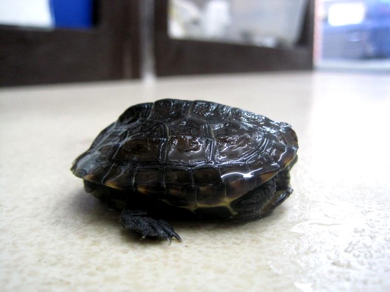 تويتر 横浜の爬虫類専門店 アクアマイティー على تويتر クサガメ 入荷 700 クサガメ ゼニガメ キンセンガメ Http T Co Vs37fsjnpw تويتر 横浜の爬虫類専門店 アクアマイティー على تويتر クサガメ 入荷 700 クサガメ ゼニガメ キンセンガメ Http T Co Vs37fsjnpw