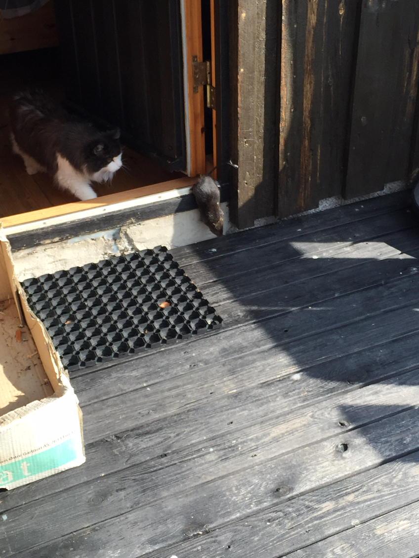 3ippi's tweet image. Great hunt this morning.....