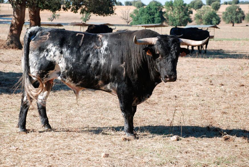 Los #encierrosCuellar con cinco encastes diferentes cuellar7.com/los-encierros-… .<a href="/caballoscuellar/">caballoscuellar</a> <a href="/PtElEncierro/">P.T El Encierro Cuéllar</a>