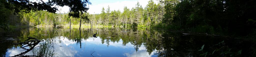 BodHack's tweet image. Beaver dam and lodge spotted yesterday whilst out and about in New Hampshire - an impressive effort!