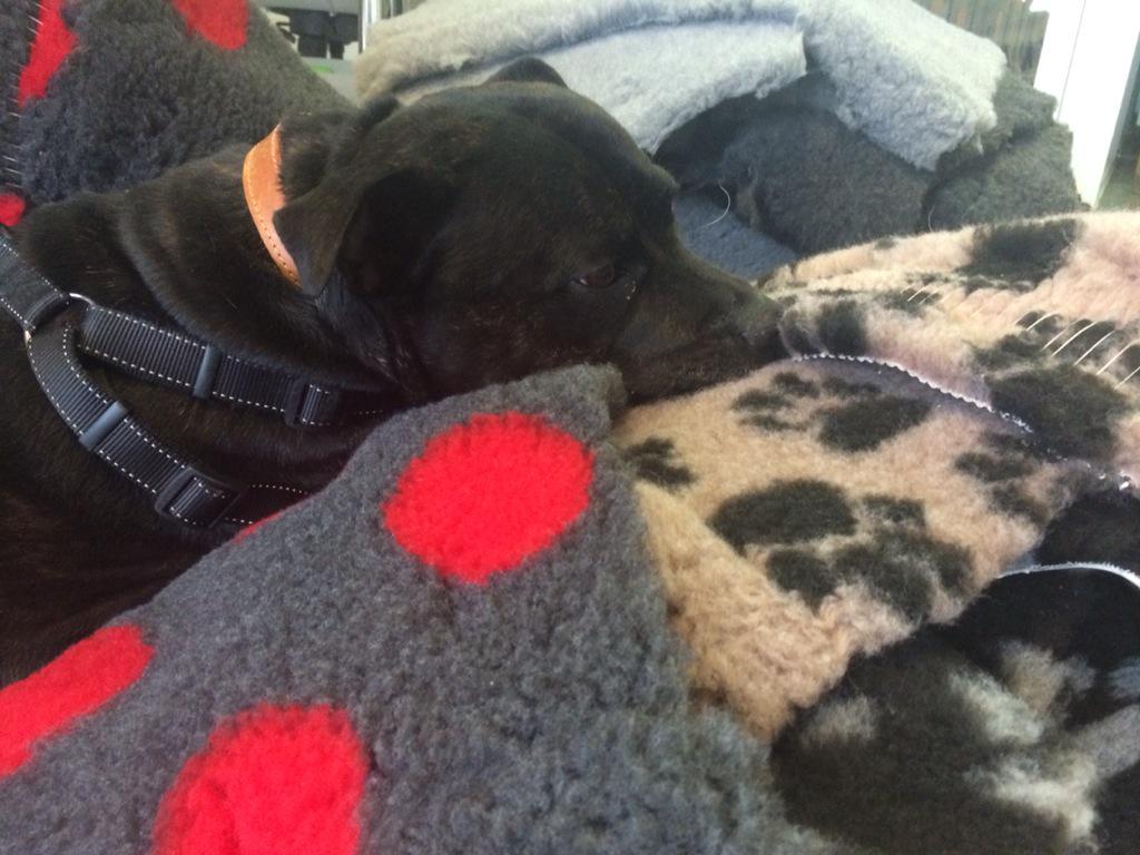 RSPCA Cen&NE London (@rspcalondon) on Twitter photo 