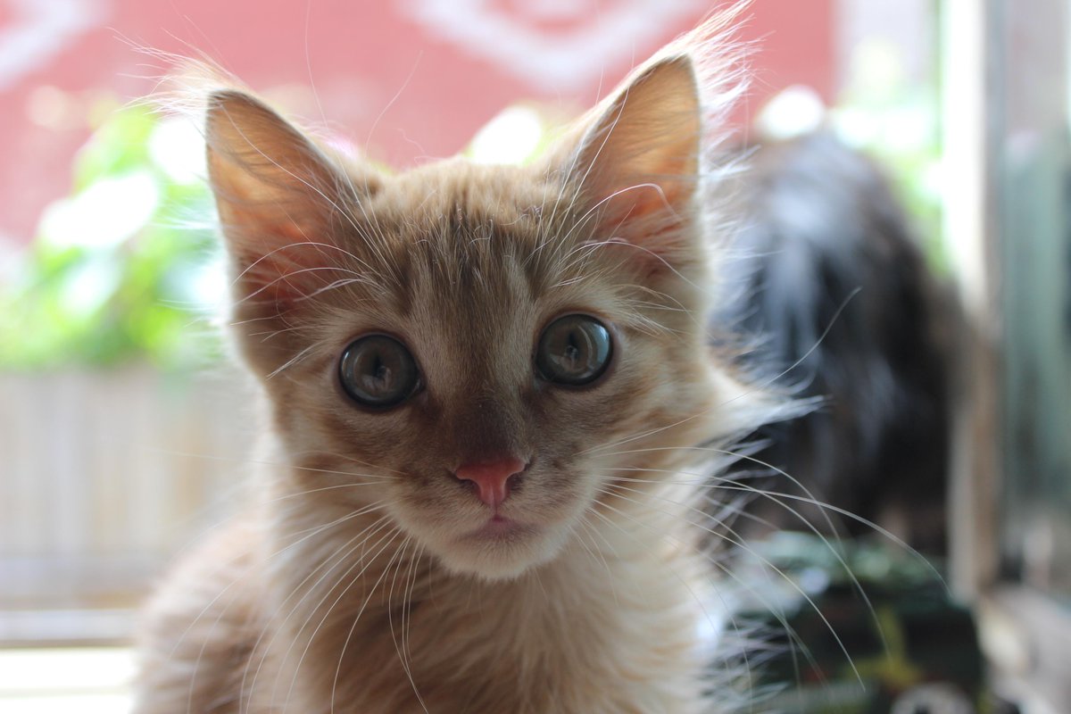 mybugurt's tweet image. 