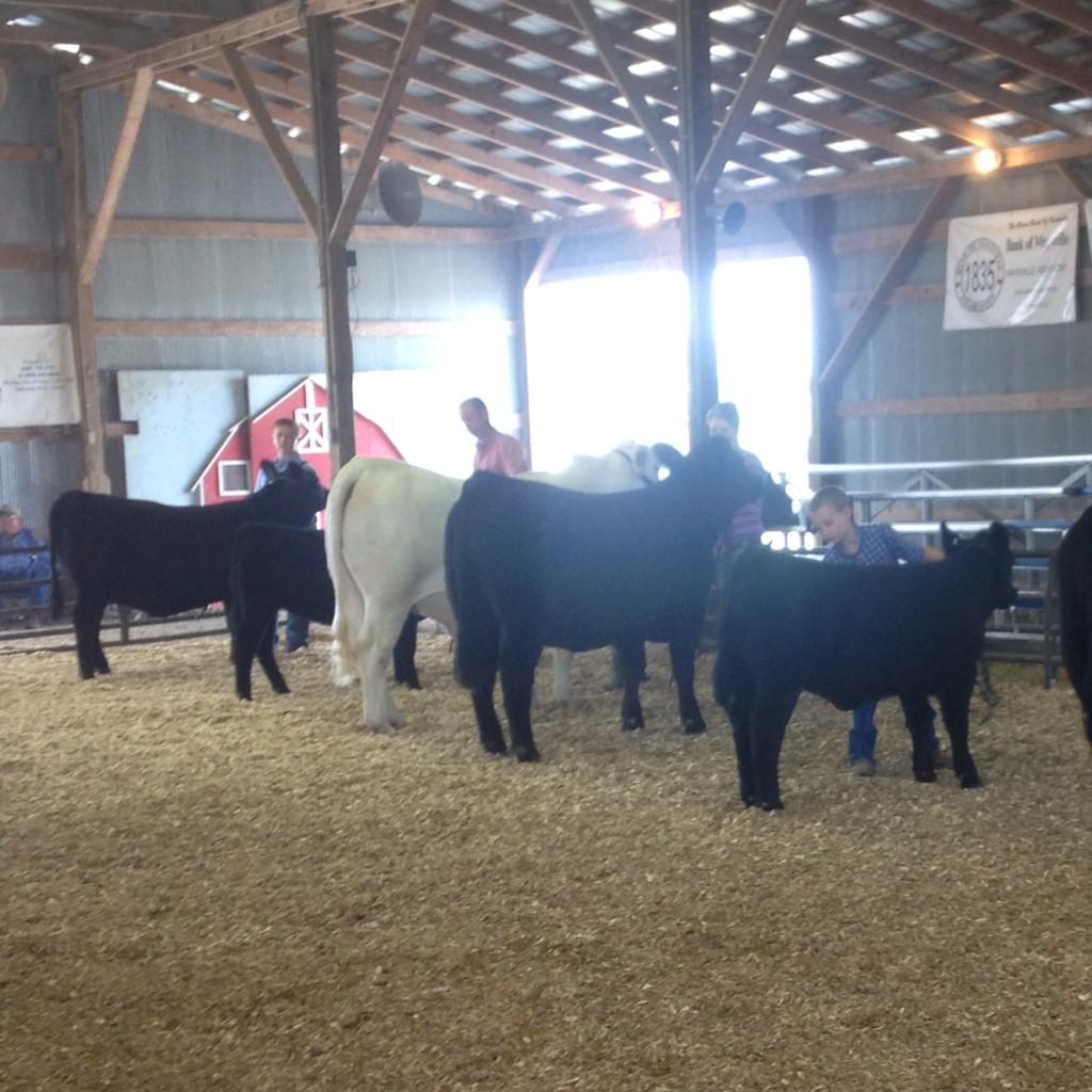 brandywineky's tweet photo. Two Junior Calf Breed Champions in final drive. Can't wait until they're breds! #I67 #Daddysmoney http://t.co/yL4LFRZQqR