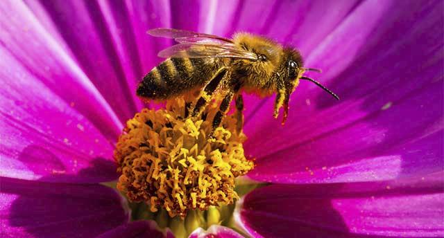 Bee-harming chemicals are being allowed back into our fields this autumn. Sign to stop it: bit.ly/1IqlblW