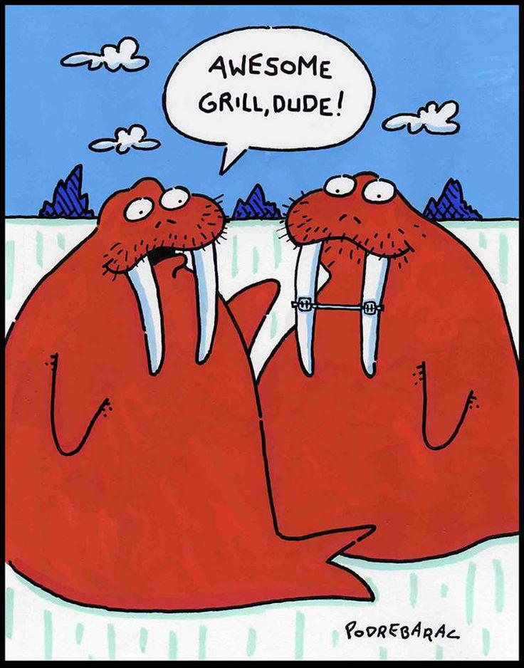 Walrus problems..