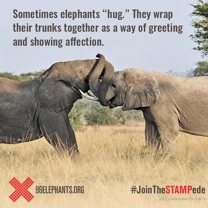 AnnaBella85's tweet photo. In honor of tomorrow's #WorldElephantDay, #gogrey on behalf of the elephants! Learn more: http://t.co/Omoj6kmAnK http://t.co/D65gbrWrpD
