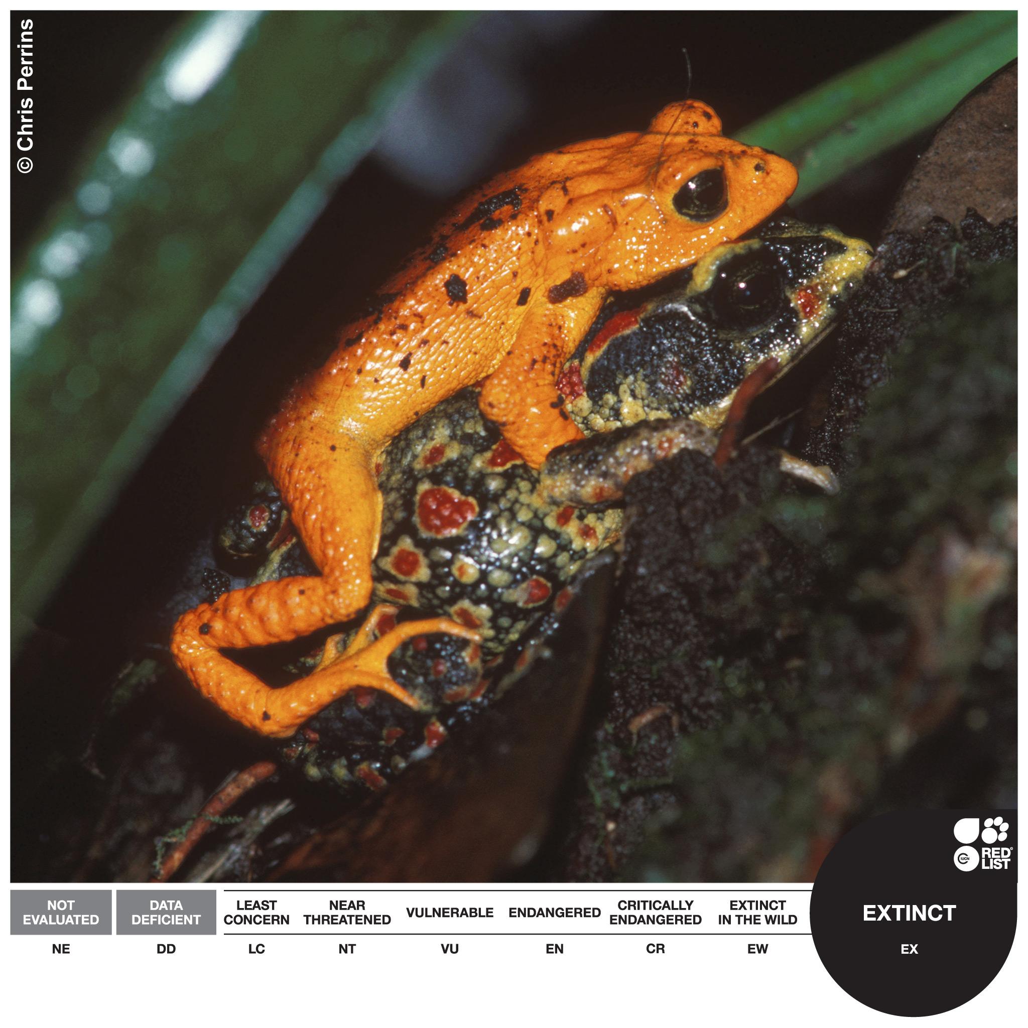 Golden toad