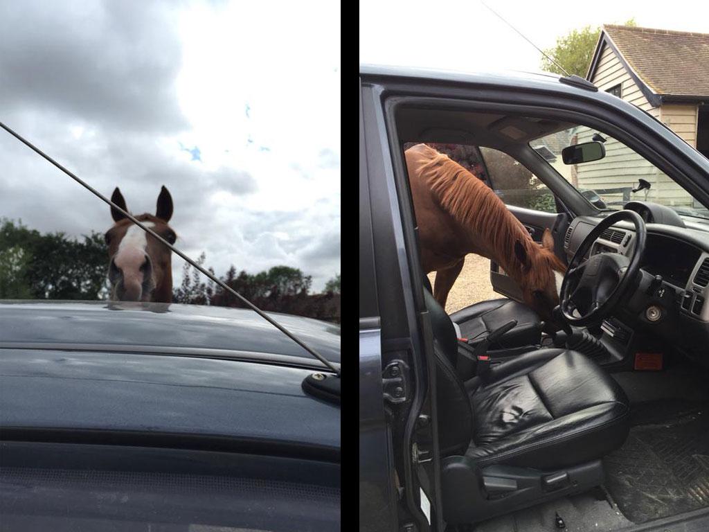 Melbourne Cup runner-up Purple Moon still has access to plenty of horsepower at the age of 12. pic: @charmaine070784