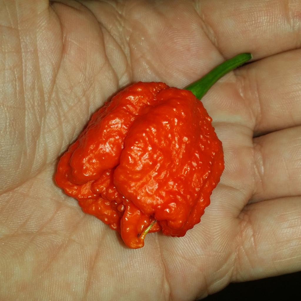 ThePepperGeek's tweet photo. Red Borg 9 x Carolina Reaper. #superhot #peppergeek http://t.co/DFOL6P2QbB