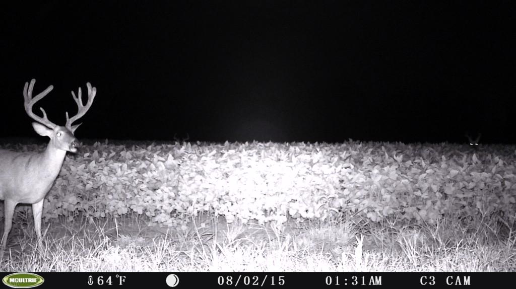 krbeaver19's tweet photo. A good looking 4.5 year old on one of my TN farms. #TrailCamTuesday @Moultrie @AverageHunter @thwackem http://t.co/cl4A6QzqkJ