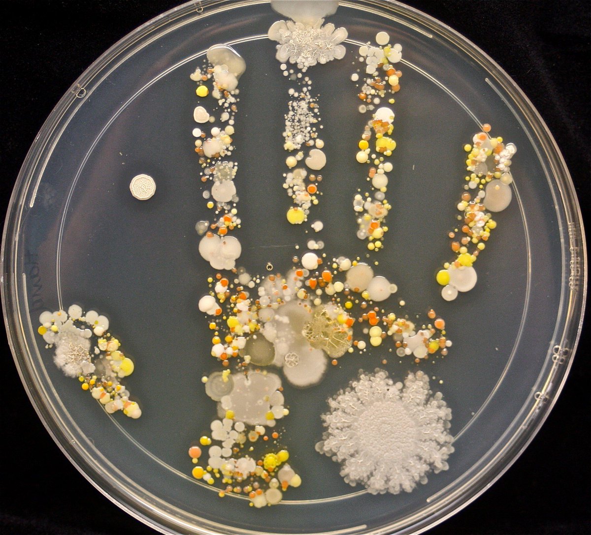 Ever wondered how many bacteria are on your hands? This many... bit.ly/1UAufZB  #washyourhands #handwashing