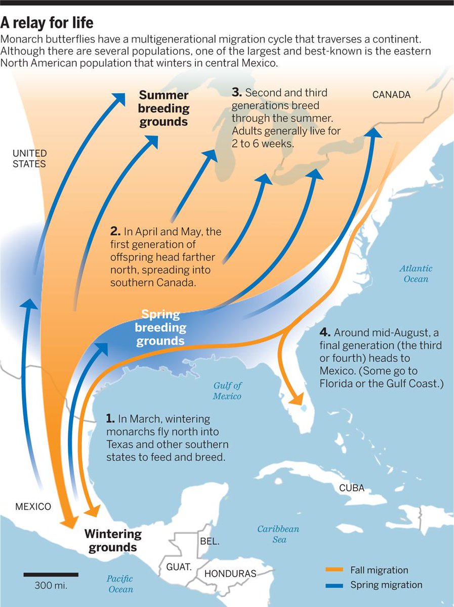 ScienceMagazine's tweet photo. Monarch butterfly studies tell a perplexing tale
http://t.co/shUtxHlZX9 #FREE http://t.co/Sr1KXQUb5Q