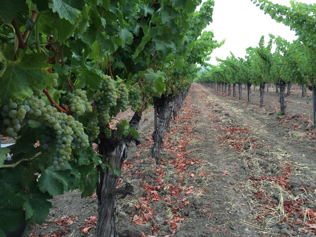 frogsleap's tweet image. First day of harvest for Frog&apos;s Leap! #sauvignonblanc #harvest15 #napavalley