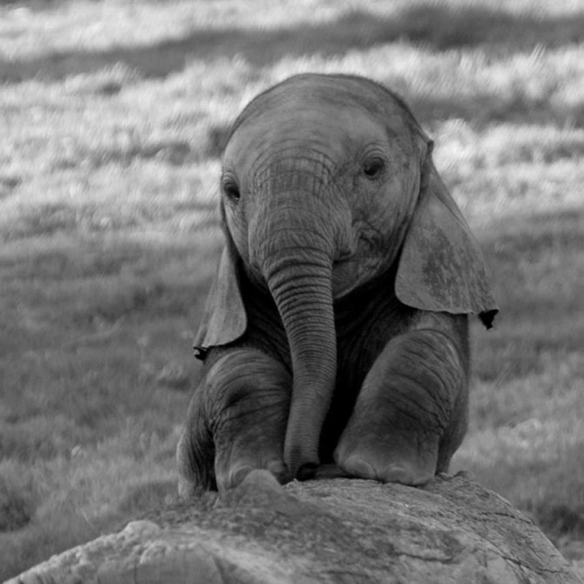 hongdotmy's tweet photo. A world without elephants sounds pretty damn sad. #WorldElephantDay http://t.co/uvB93Vsr1g