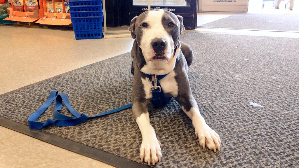 PetSmart1073's tweet photo. It's never too late to teach your dog some new tricks! Sign up for pet training today with Dorenda and Chopper! http://t.co/Opyyfzdvj7