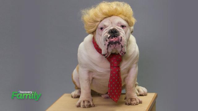 .@DNews meet our Trump dog - Romeo, a rescue dog on From #WagsToRiches on Discovery Family Channel! <a href="/WilliamBerloni/">William Berloni</a>