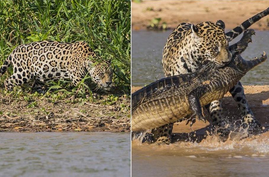 RodrigoDourad16's tweet photo. Página do noticiário chinês @PDChina divulgou essa cena incrível de caçada no Pantanal, do #BrasilSensacional http://t.co/nunf17wTFB
